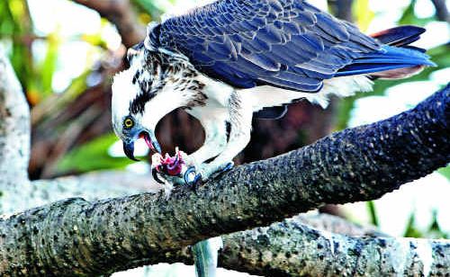 Sunshine Coast photographer Nicola Brander was privileged to capture this osprey in action at Happy Valley near Caloundra. Sunshine Coast photographer Nicola Brander was privileged to capture this osprey in action at Happy Valley near Caloundra.